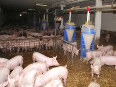 20.04.2026 Ceny sprzedaży warchlaka krajowego i importowanego: stawki stabilne, handel spokojny