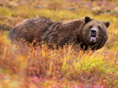 Żołnierze USA zaatakowani przez niedźwiedzia. Mieli przy sobie tylko gaz pieprzowy