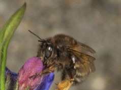 Porobnice włochatki w polskich ogrodach. Poznaj mistrzynie zapylania