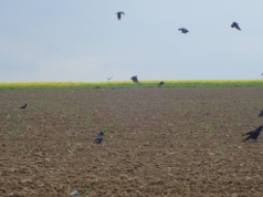 Trwają siewy kukurydzy, więc problem ptaków powraca jak bumerang. Te sposoby pomogą