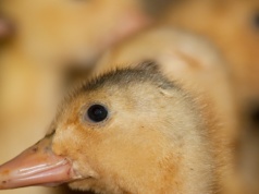 Kolejne ognisko ptasiej grypy na  Lubelszczyźnie. Wprowadzono ograniczenia