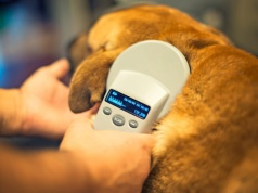 Klika POPiS niczym sanacja, wzięła się za znakowanie psów