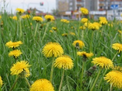 Myślisz: "mniszek czy mlecz, co za różnica"? Otóż bardzo duża. To wcale nie jest ta sama roślina