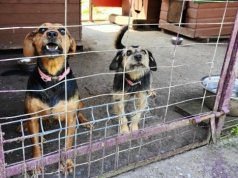 Nowe schronisko dla zwierząt powstanie koło Kołobrzegu