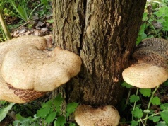 Żagwiak łuskowaty w polskich lasach. Czy warto zbierać wiosenne grzyby?