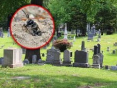 Odkryli kolonię pszczół na cmentarzu w USA. Pod ziemią są ich miliony