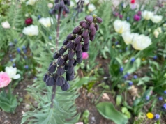 Szachownica perska wraca do ogrodów. Długowieczna, odporna i… odstrasza gryzonie