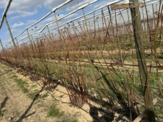 „Będziemy musieli zacząć od zera”. Mróz zniszczył nawet 90% plantacji rolnika