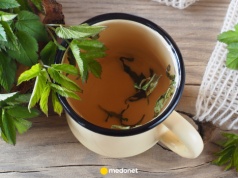 Zapomniana roślina o cennych właściwościach. Na co pomaga podagrycznik pospolity?