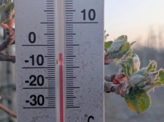 Przymrozki wracają na plantacje jagodowe. Dwie zimne noce przed nami