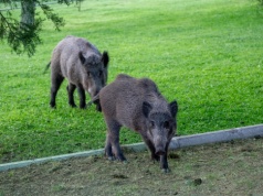 Wybiliśmy 3/4 dzików w Polsce, a ASF jak szalało, tak szaleje dalej
