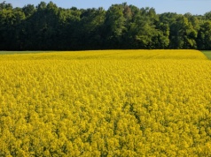 Jak dbać o rzepak w kluczowych fazach wzrostu? Rozwiązaniem elastyczna i efektywna ochrona fungicydowa 
