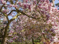 Twoja magnolia nie zakwitła? Winny może być ten błąd