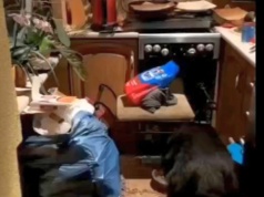 10 zł miesięcznie za opiekę nad psem. Właścicielka wyleciała na Islandię