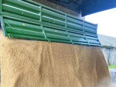 Pszenica podrożeje? Sprawdzamy ceny zbóż i rzepaku w Polsce