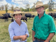 Ważą bydło już na pastwisku. Tak szybciej wychwytują spadek przyrostów