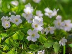 Czyści krew, pobudza trawienie. Polacy mylą te listki z koniczyną