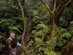 Pijaral, czyli „zaczarowany las”, piątym szlakiem z ekotaksą na Teneryfie