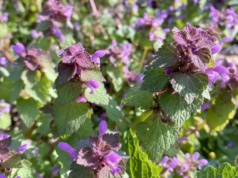 Rośnie pod nogami i ma niezwykłe właściwości. Większość ją ignoruje