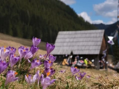W Tatrach zawrzało. Turyści ruszyli masowo w jedno miejsce