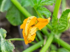 Koniec z mrówkami raz na dobre. Kuchenny hit odstrasza je skuteczniej niż sklepowe środki