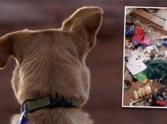 Szczecińska "opiekunka za dychę". Słała 10 zł miesięcznie, psa zostawiła na rok w zamknięciu