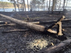 Wysoka cena za noc nad jeziorem. To ognisko mogło spowodować pożar w ostoi zwierząt