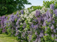 Kwitnący żywopłot to hit nowego sezonu. Koniec z brzydkim płotem i ciekawskimi sąsiadami