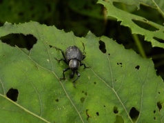 Nicienie na opuchlaki nie działają? Prawdopodobnie robisz to za wcześnie
