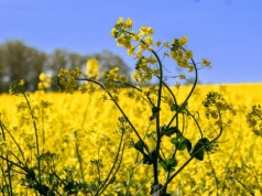 Kompleksowa ochrona rzepaku przed szkodnikami: Trzy etapy do sukcesu