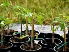 Wystawiasz pomidory na słońce? Możesz je stracić szybciej, niż myślisz