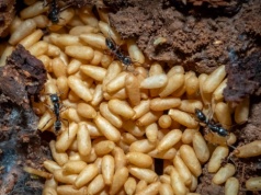 Groźne mrówki dotarły do Niemiec. Ból, reakcja alergiczna, a nawet wstrząs