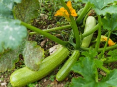Zakop to na grządce z cukinią. W maju zobaczysz, jak „ruszy”
