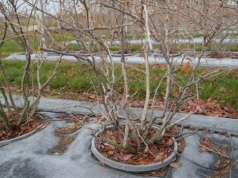 Borówka w donicach. Teraz liczy się olej, woda i korzeń