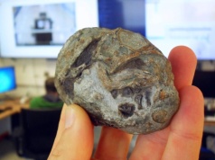 Te jaja mają 250 milionów lat. Badania ujawniły, jaką formę życia skrywają