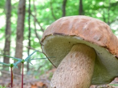 Tego borowika znajdziesz już w lesie. Szykuj duży koszyk