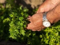 Wysiej teraz do gruntu. Pietruszka odwdzięczy się gęstą natką