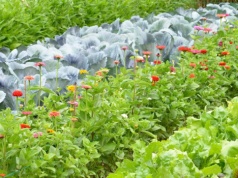 Te warzywa tworzą świetne duety. Sekret działkowców