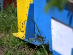 Nowe przepisy uderzą w pszczelarzy? Pasieki mogą zniknąć z wielu miejsc