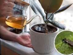 Nie wyrzucaj rośliny! Wlej ten płyn, a ziemiórki znikną