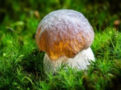 To jeden z najsmaczniejszych grzybów. Już teraz możesz go znaleźć w lesie