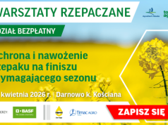 Rzepak ruszył słabo. Jak prowadzić łan w tak trudnych warunkach?