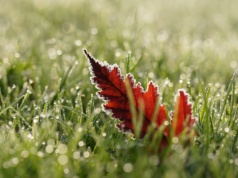 Mróz wrócił nocą. Przy gruncie temperatura spadła nawet do -8°C