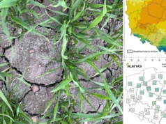 2. dawka azotu podziała tam, gdzie pojawiły się opady. Zboża wchodzą w fazę krytyczną