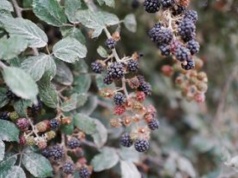 "Nigdy nie widziałem takich szkód". Mróz zniszczył plantacji rolnika