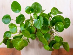 Racjonaliści się śmieją, ale wiele osób to robi. Przesądy o pieniądzach