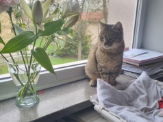 Ma własne „stanowisko” i wynagrodzenie. Poznaj Burusia z krakowskiego ZBK