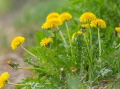 To prawdziwe "złoto maja". Lista jego właściwości jest długa