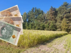 Te rośliny dają nawet 1000 zł/ha dopłaty. Wystarczy je wysiać