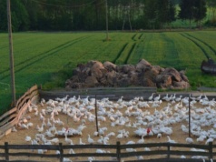 Rzekomy pomór drobiu 2026 narasta. Dramat polskich hodowców